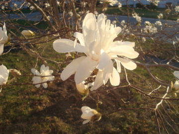 Magnolia Tree in Bloom