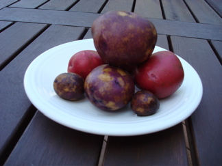 Maine potatoes purple red