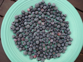 Frozen blueberry marbles on fiestaware