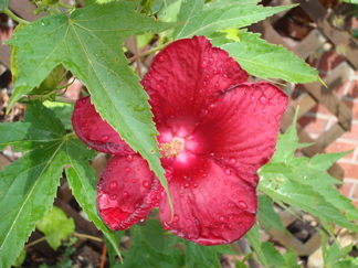 hibiscus in the west end