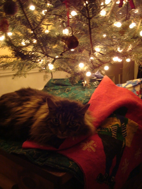 Josie the Cat naps under the Christmas tree