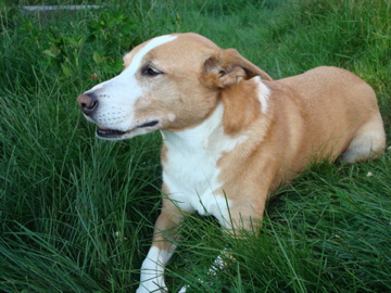 Nola in the green grass