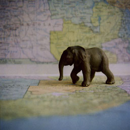 Elephant on Map
