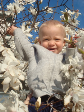 A Strange Magnolia Blossom that Looks Like a Baby Boy