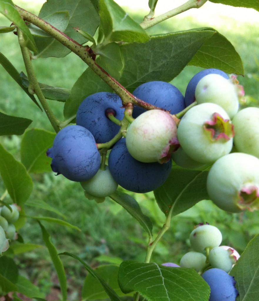 blues and greens