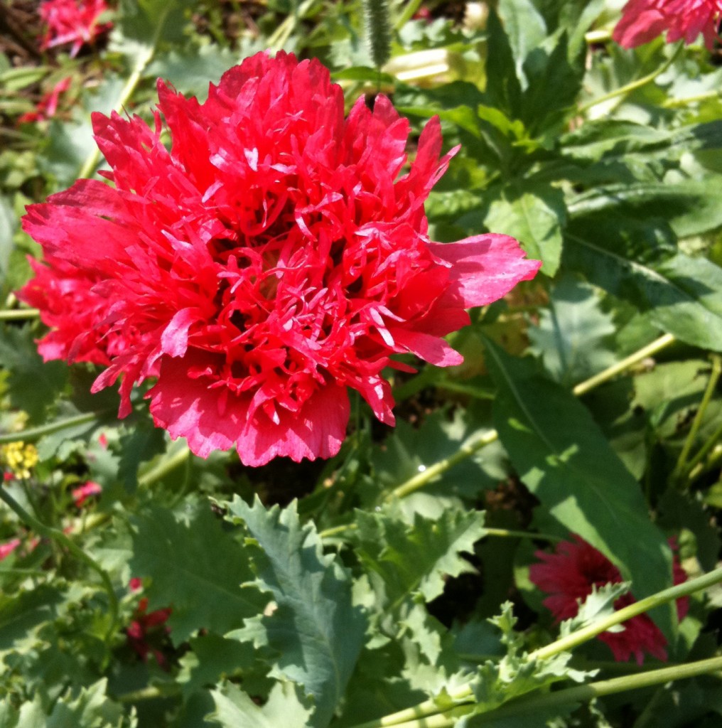 pink poppy